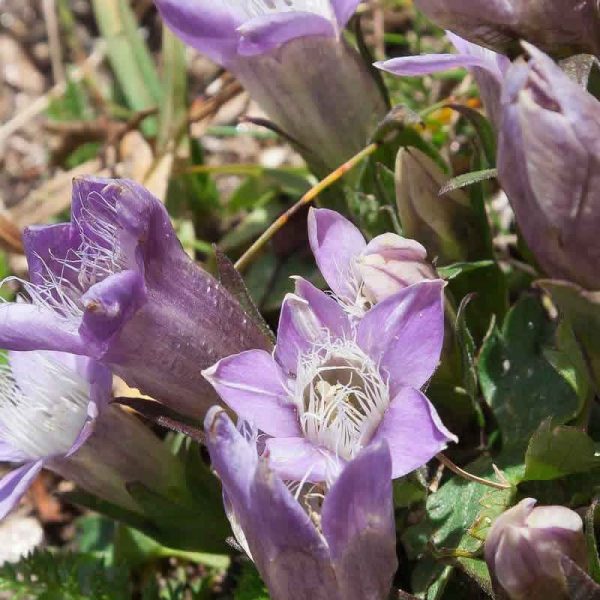 Elixir Floral Gentian Gentiane