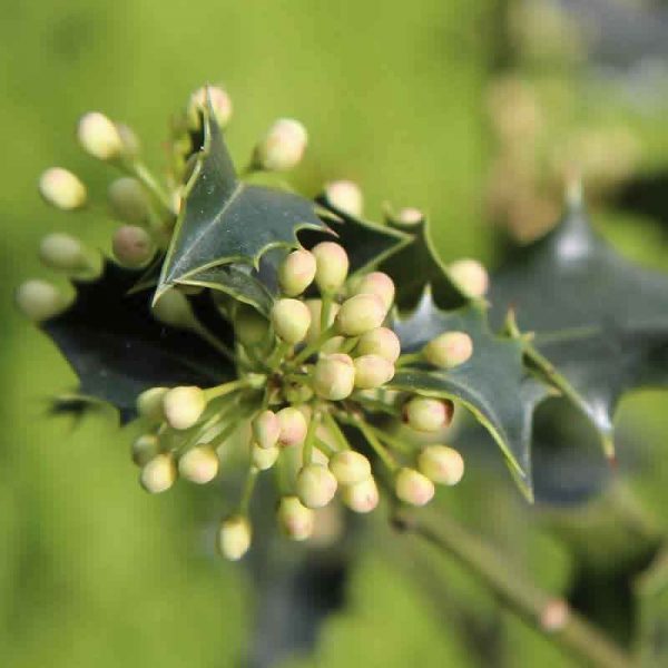 Elixir Floral Holly Houx