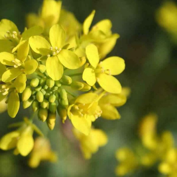 Elixir Floral Mustard Moutarde