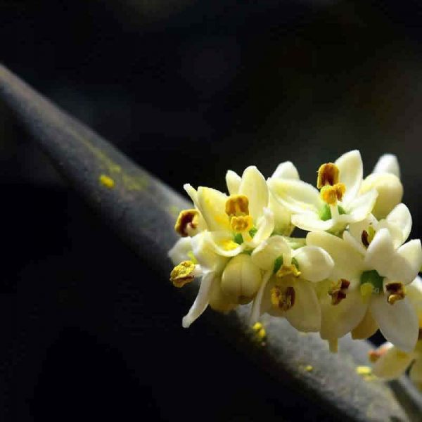 Elixir Floral Olive Olivier