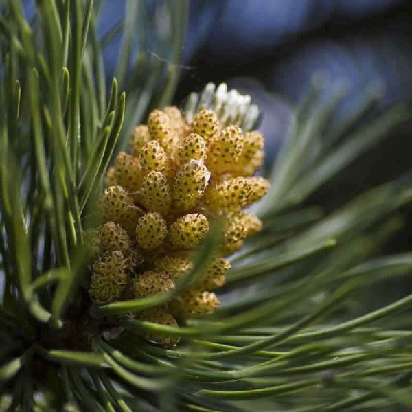 Elixir Floral Pine Pin Sylvestre
