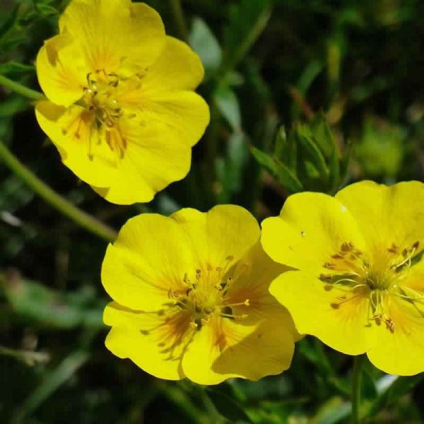 Elixir Floral Rock Rose Hélianthème