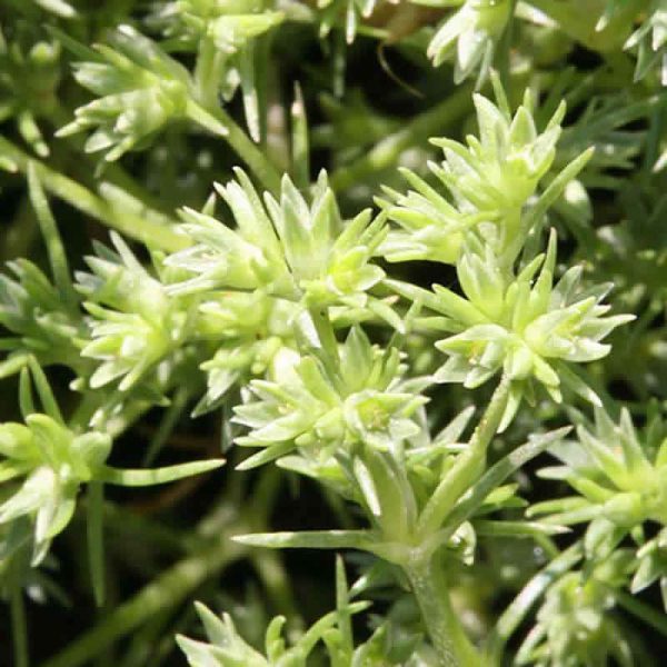 Elixir Floral Scleranthus Alène