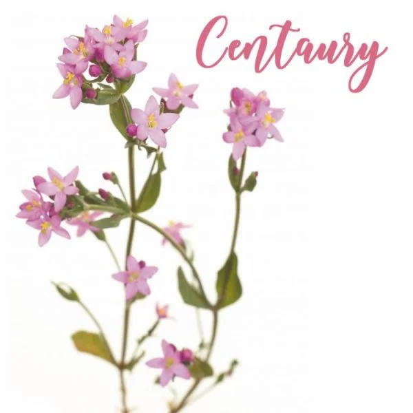 Fleur de Bach Centaury Centaurée