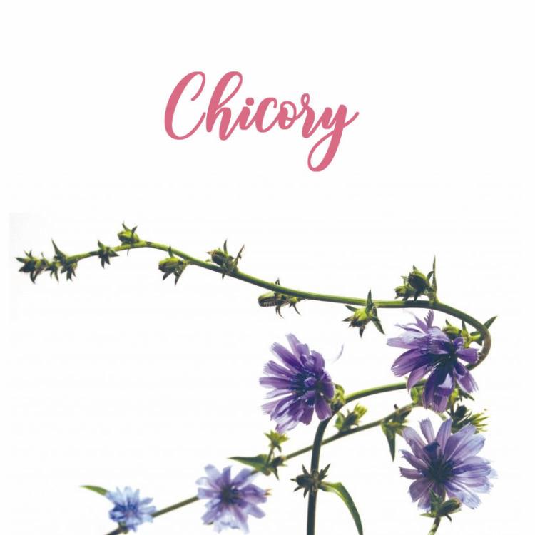 Fleur de Bach Chicory Chicorée