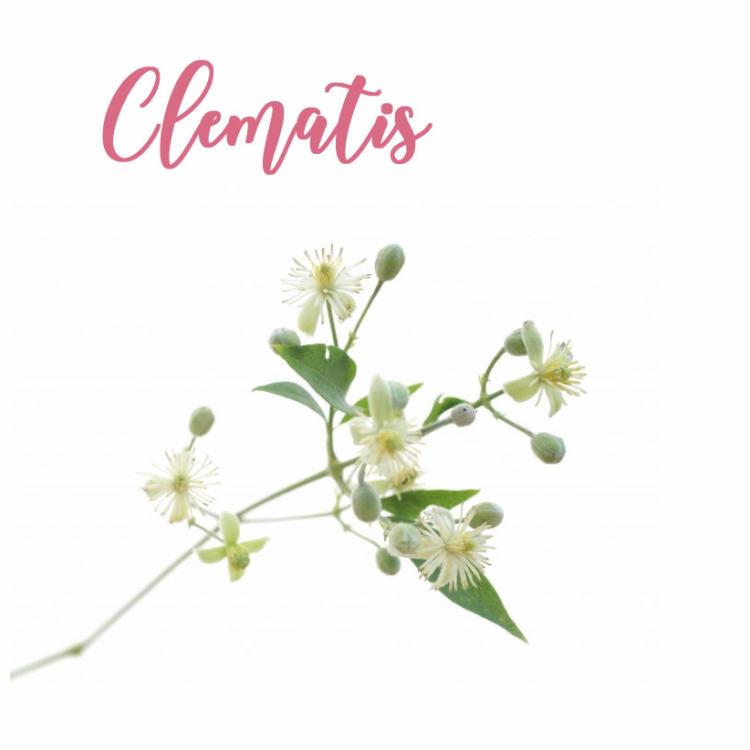 Fleur de Bach Clematis Clématite