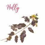 Fleur de Bach Holly Houx