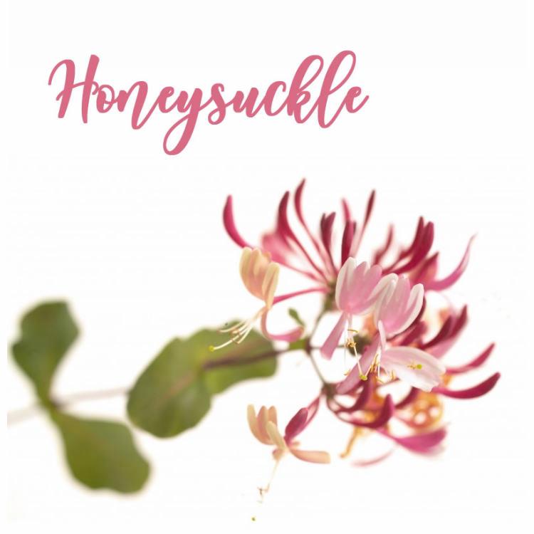 Fleur de Bach Honeysuckle Chèvrefeuille