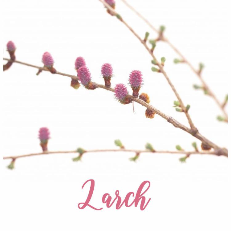 You are currently viewing Fleur de Bach Larch ou Mélèze