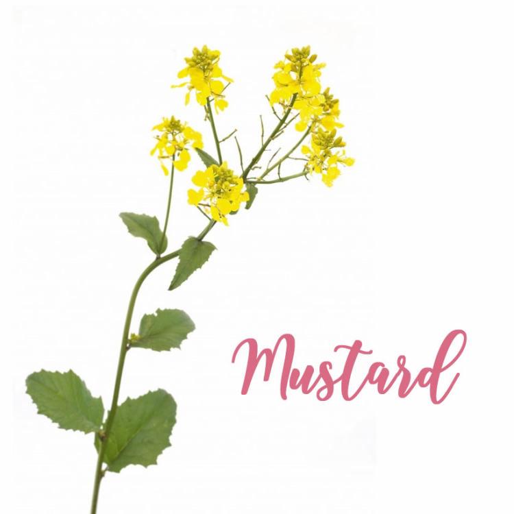 Fleur de Bach Mustard Moutarde