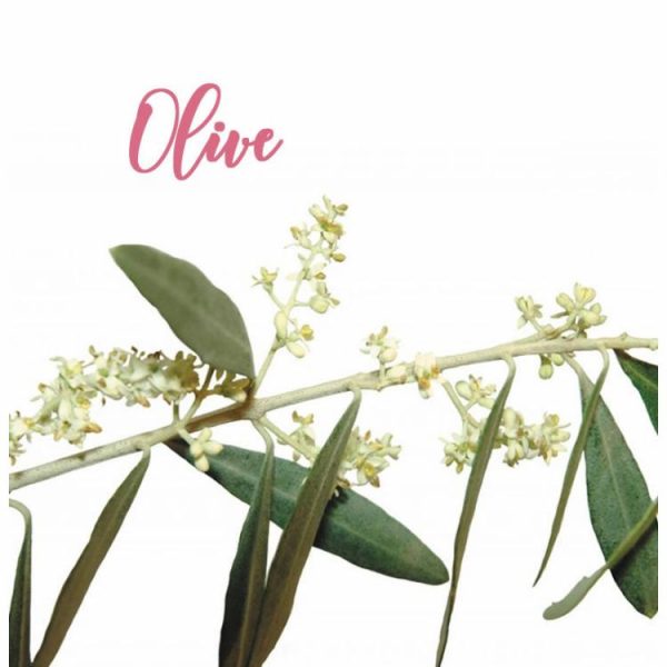 Fleur de Bach Olive Olivier