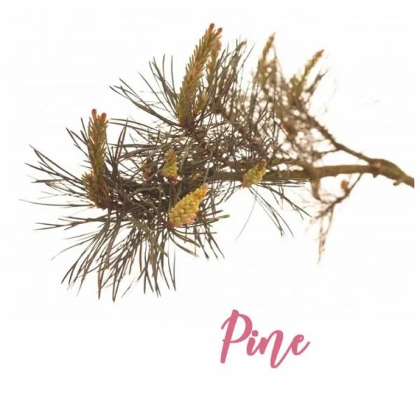 Fleur de Bach Pine Pin Sylvestre