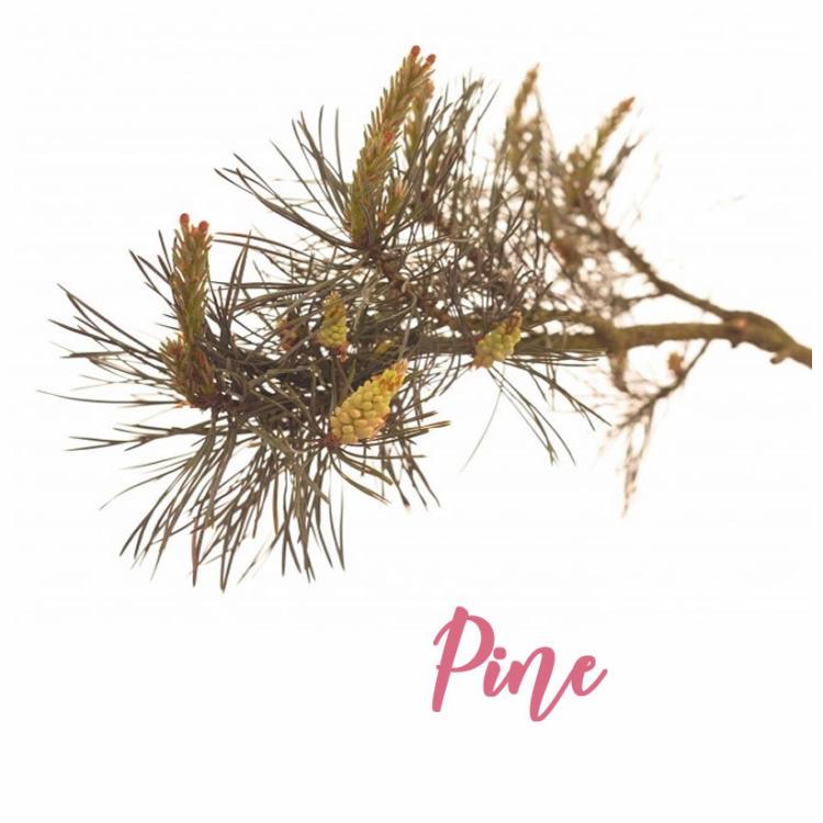 You are currently viewing Fleur de Bach Pine ou Pin Sylvestre