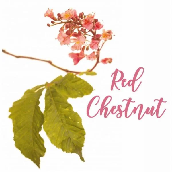 Fleur de Bach Red Chestnut Marronnier Rouge