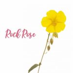 Fleur de Bach Rock Rose Hélianthème