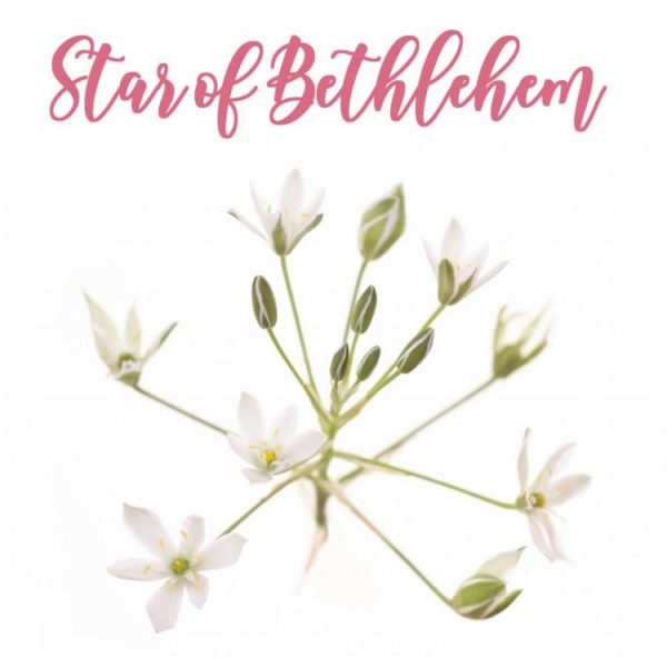 Fleur de Bach Star of Bethlehem Etoile de Bethlehem