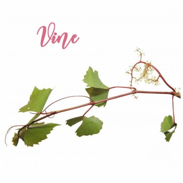 Fleur de Bach Vine Vigne