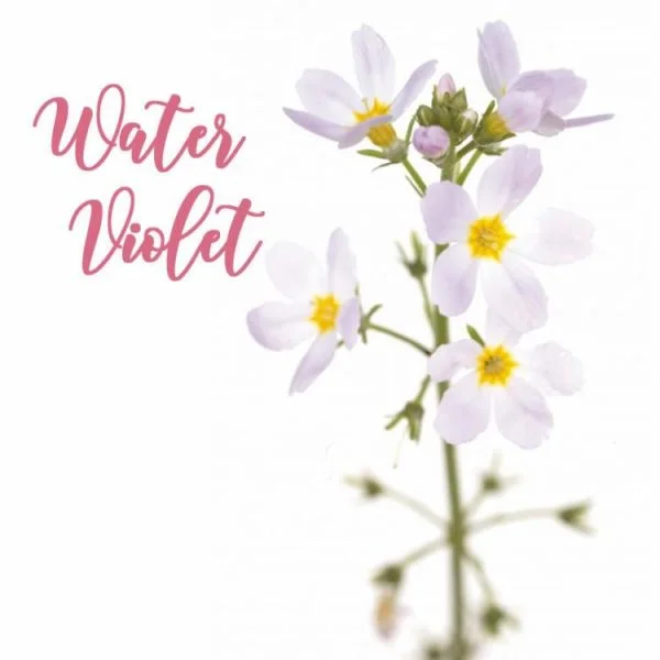 Fleur de Bach Water Violet Violette d'Eau
