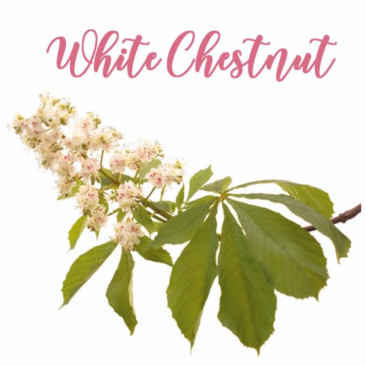 You are currently viewing Fleur de Bach White Chestnut ou Marronnier Blanc