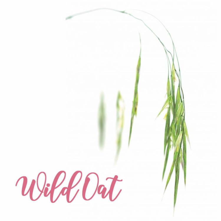 Fleur de Bach Wild Oat Folle Avoine