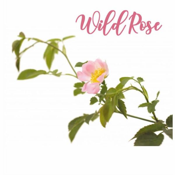 Fleur de Bach Wild Rose Eglantine