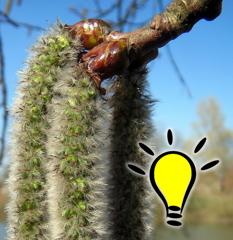 You are currently viewing Fleur de Bach Aspen