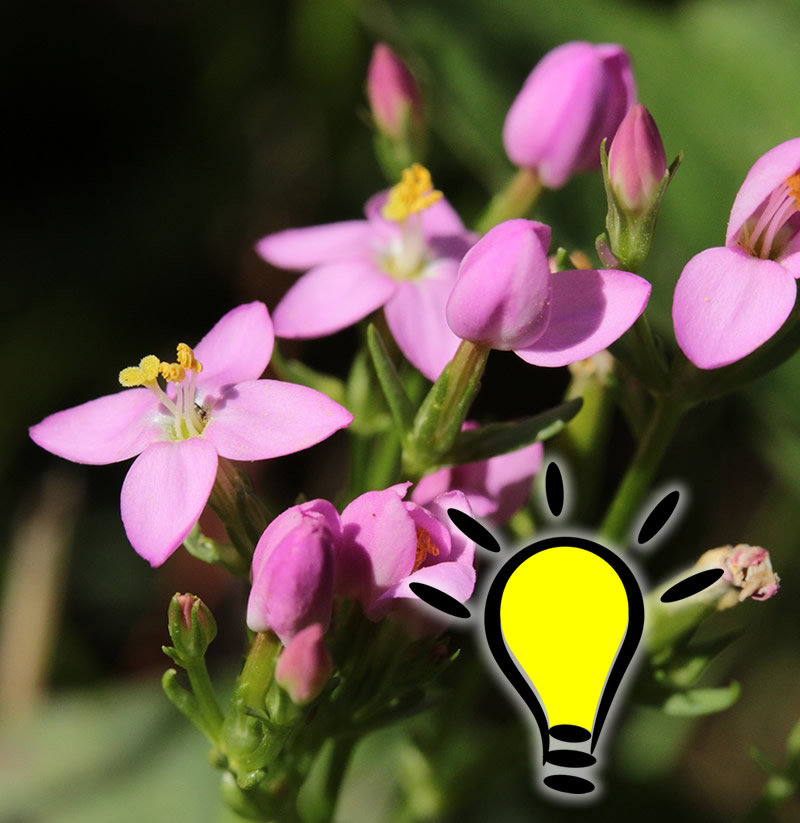 You are currently viewing Fleur de Bach Centaury