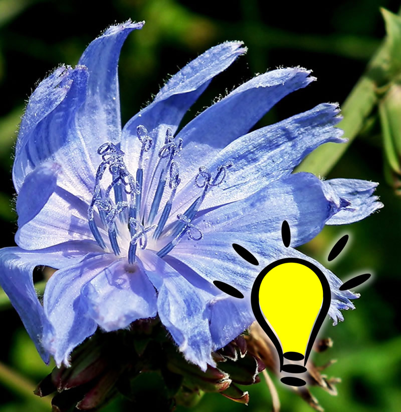 You are currently viewing Fleur de Bach Chicory