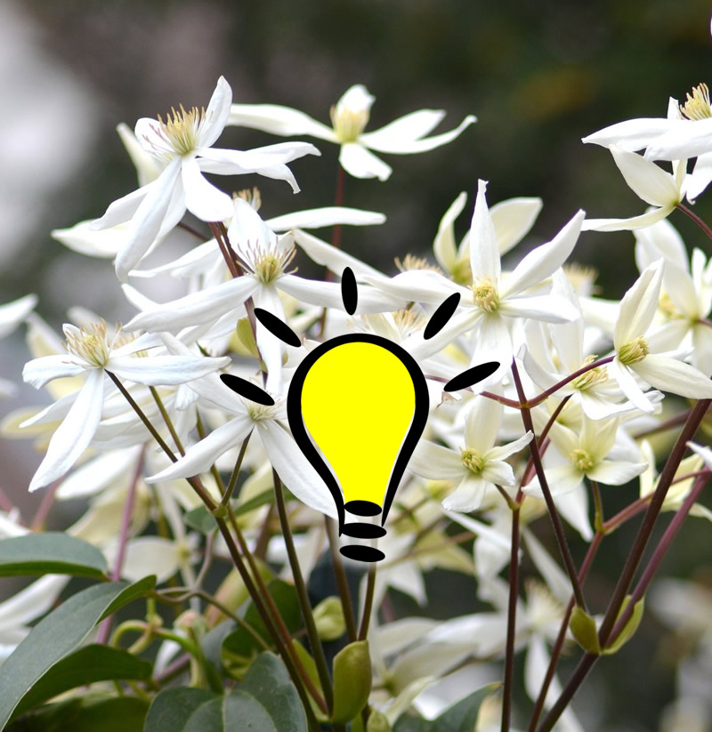 You are currently viewing Fleur de Bach Clematis