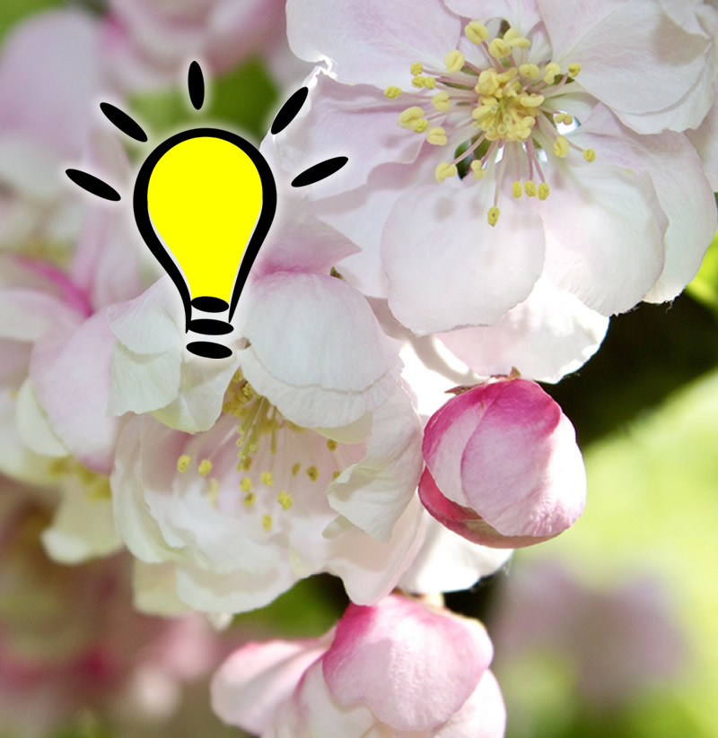 You are currently viewing Fleur de Bach Crab Apple