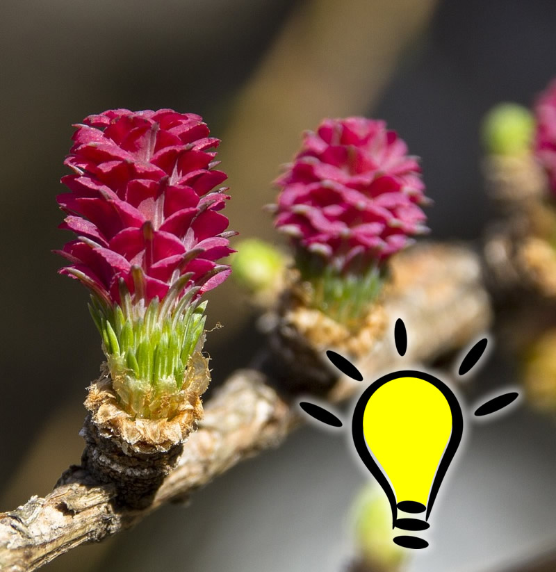 You are currently viewing Fleur de Bach Larch