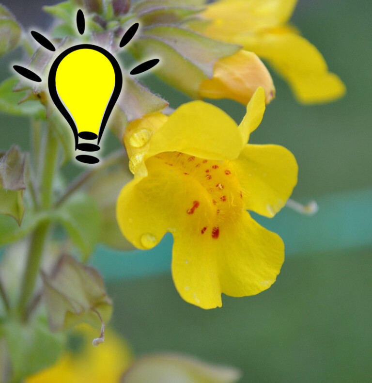 Lire la suite à propos de l’article Fleur de Bach Mimulus