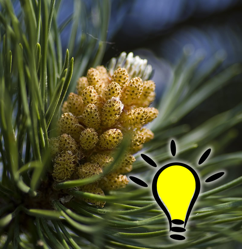 You are currently viewing Fleur de Bach Pine