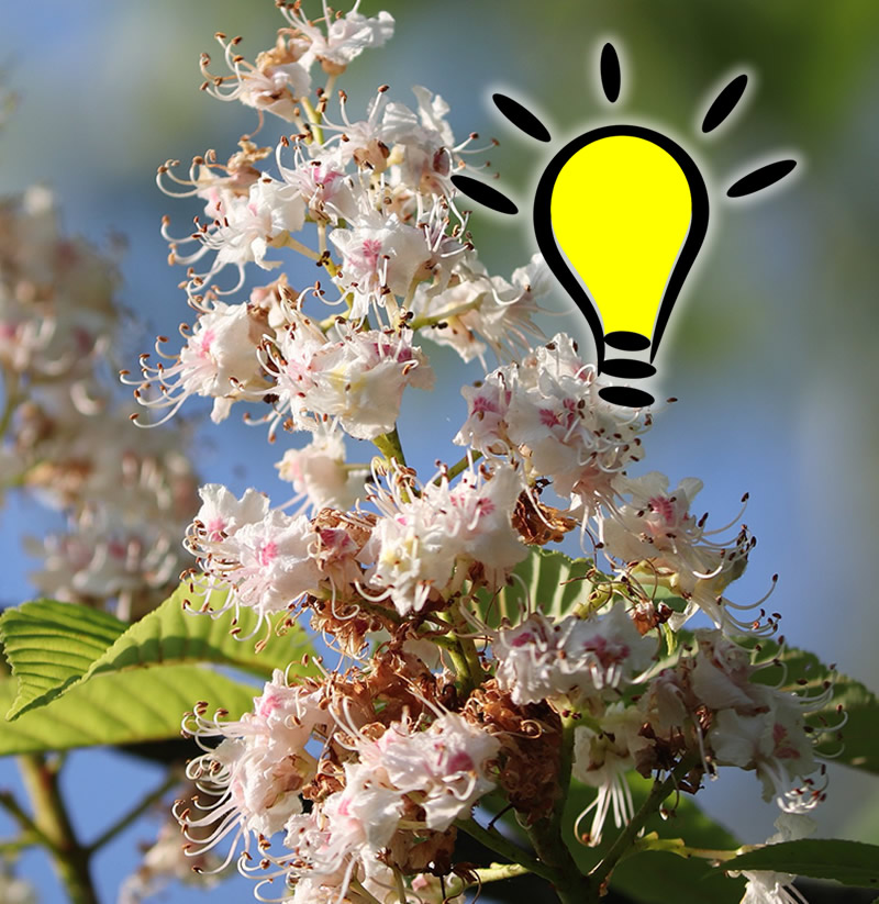 You are currently viewing Fleur de Bach White Chestnut