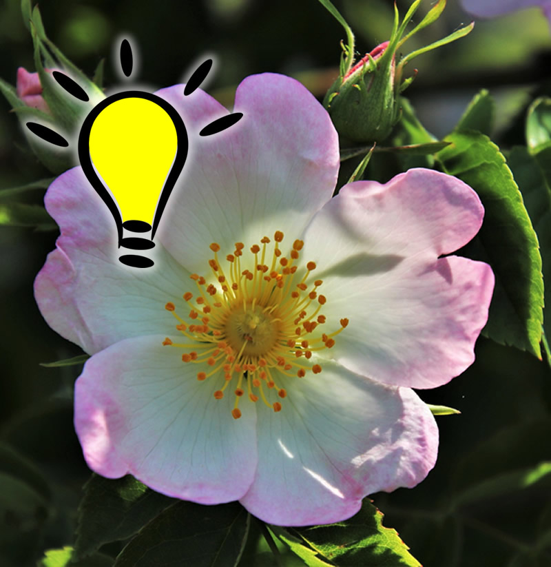 You are currently viewing Fleur de Bach Wild Rose